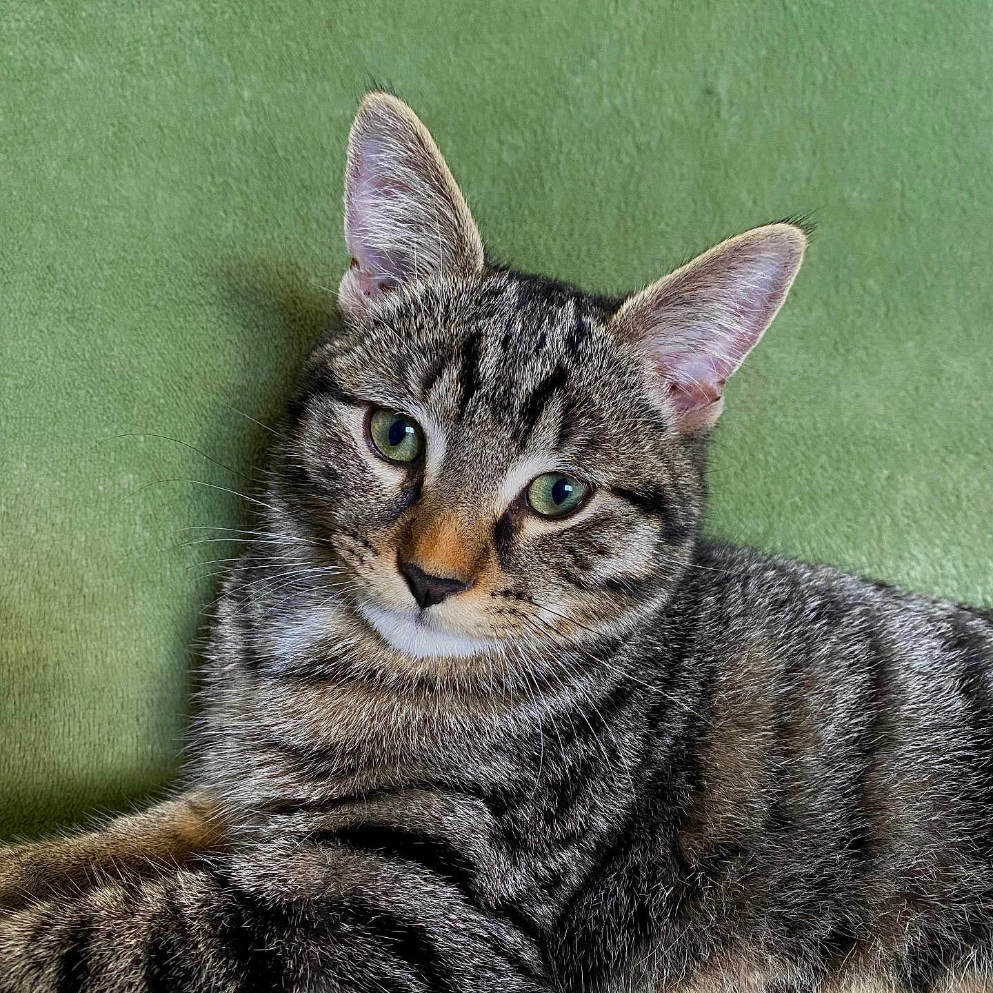 Roméo participe au concours pour gagner de l'argent avec cette photo : alert, animal, cat, close_up, cute, domestic_animal, ears, feline, fur, green_background, green_eyes, indoor, laying_down, pet, portrait, relaxed, soft_texture, striped_fur, tabby, whiskers