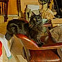 cat, black_cat, chair, leather_chair, indoor, furniture, pet, animal, curious, fluffy, wide_eyes, cluttered_room, boxes, cables, wooden_chair, fabric, homedecor, domestic, resting, curled_tail
