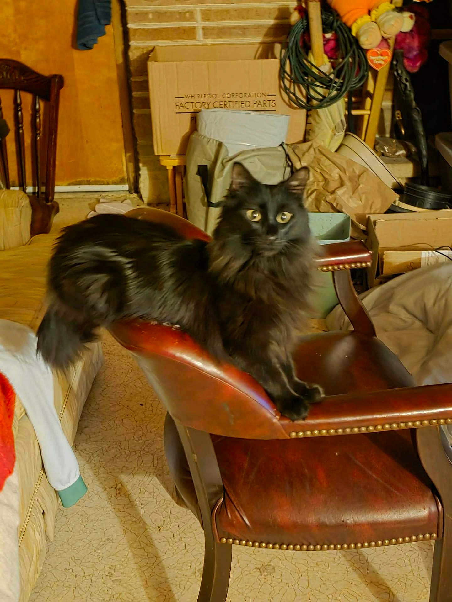 Salem is registered to the contest to win money with this photo: cat, black_cat, chair, leather_chair, indoor, furniture, pet, animal, curious, fluffy, wide_eyes, cluttered_room, boxes, cables, wooden_chair, fabric, homedecor, domestic, resting, curled_tail