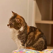 Freyja participe au concours pour gagner de l'argent avec cette photo : cat, feline, calico, tabby, pet, indoor, side_profile, whiskers, fur, bed, bedding, colorful, cozy, portrait, sitting, looking_left, domestic_animal, soft_light, furniture, household