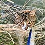 Freyja participe au concours pour gagner de l'argent avec cette photo : cat, tabby_cat, grass, dry_grass, leash, outdoors, portrait, feline, whiskers, ears, yellow_eyes, nature, pet, closeup, hiding, camouflage, bokeh, soft_focus, animal, muzzle