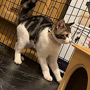 Edi is registered to the contest to win money with this photo: cat, tabby_cat, indoor, floor, marble_floor, wooden_cabinet, metal_fence, collar, pet, curious, animal, domestic_cat, white_paws, pink_towel, household, feline, alert, looking, pet_accessory, standing