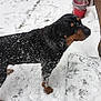 Bear joined the competition — help win amazing prizes! dog, rottweiler, snow, outdoor, animal, pet, black, brown, winter, snowflakes, standing, side_view, brick_wall, door, bucket, footprints, cold, fur, canine, nature
