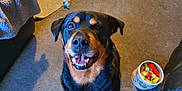 Bear is registered to the contest to win money with this photo: dog, rottweiler, indoor, carpet, smiling, pet, animal, wooden_blocks, bucket, blanket, furniture, toy, happy, looking_up, black_and_brown, canine, domestic, playful, household, floor