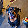 dog, rottweiler, indoor, carpet, smiling, pet, animal, wooden_blocks, bucket, blanket, furniture, toy, happy, looking_up, black_and_brown, canine, domestic, playful, household, floor