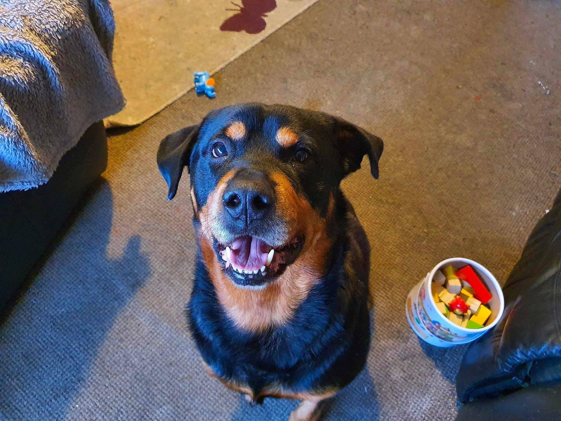 Bear is registered to the contest to win money with this photo: dog, rottweiler, indoor, carpet, smiling, pet, animal, wooden_blocks, bucket, blanket, furniture, toy, happy, looking_up, black_and_brown, canine, domestic, playful, household, floor