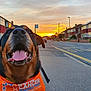 Bear is registered to the contest to win money with this photo: dog, sunset, sidewalk, street, suburban, orange_bandana, happy, tongue_out, houses, car, sky, clouds, pavement, leash, outdoor, canine, smiling, residential_area, evening, animal