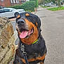 dog, rottweiler, leash, sidewalk, stone_wall, residential_area, tree, car, greenery, happy, tongue_out, pet, outdoor, daytime, collar, pavement, house, shrub, smiling, canine
