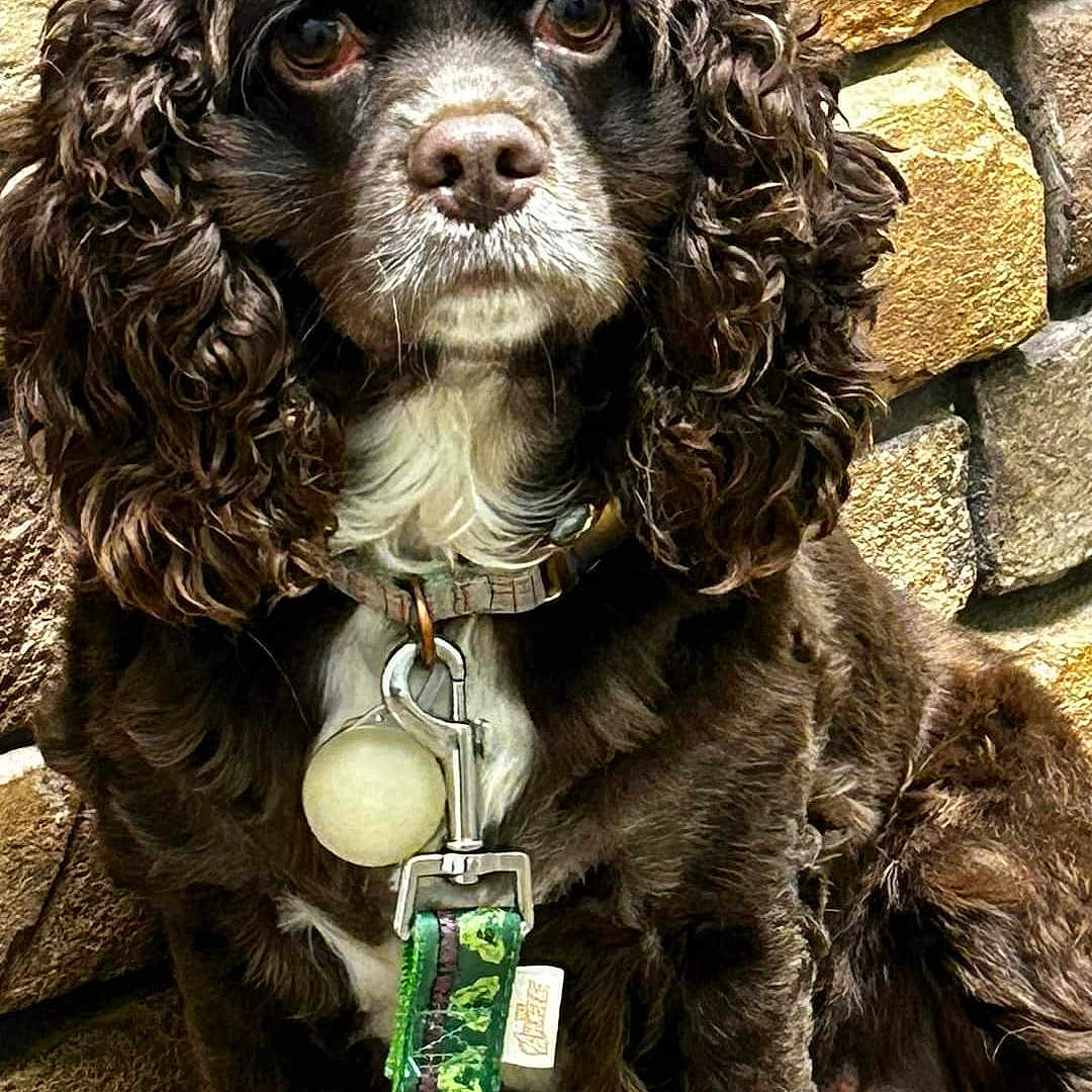 Maggie joined the competition — help win amazing prizes! animal, architecture, blade, building, canine, cockerspaniel, dagger, dog, knife, papillon, pet, policedog, poodle, puppy, rock, slate, wall, weapon, zoo