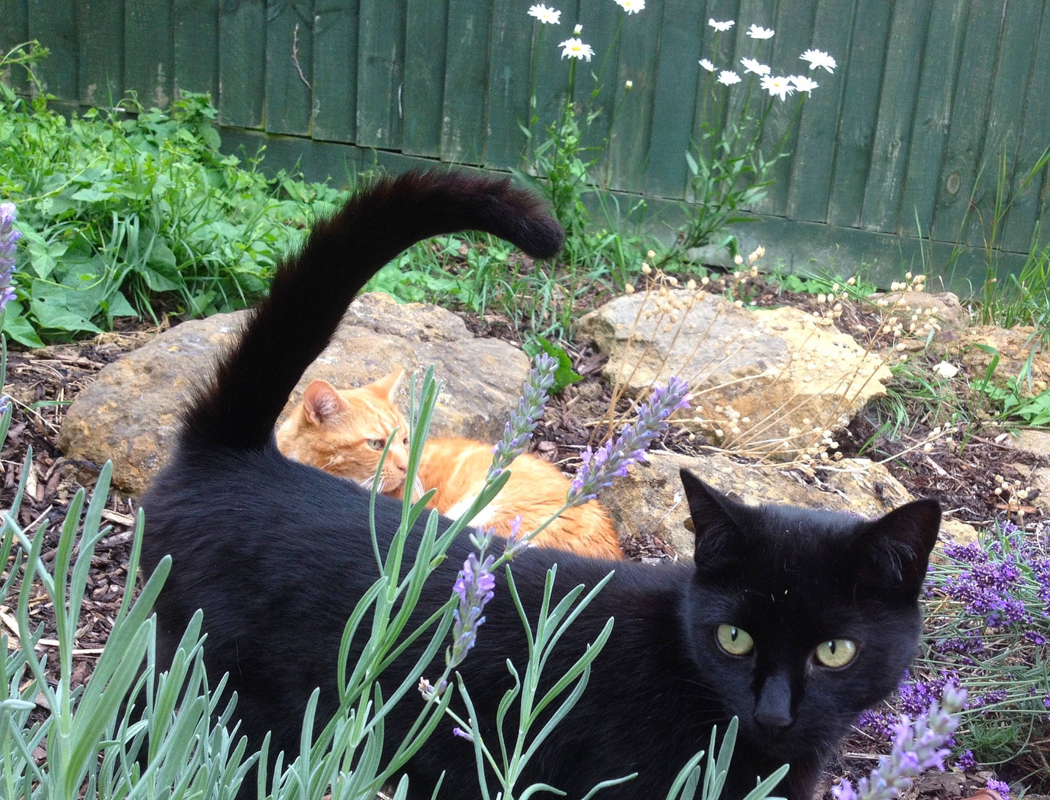 Jessica joined the competition — help win amazing prizes! black_cat, bombay, carnivore, cat, domestic_short_haired_cat, felidae, grass, organism, plant, small_to_medium_sized_cats, tail, whiskers