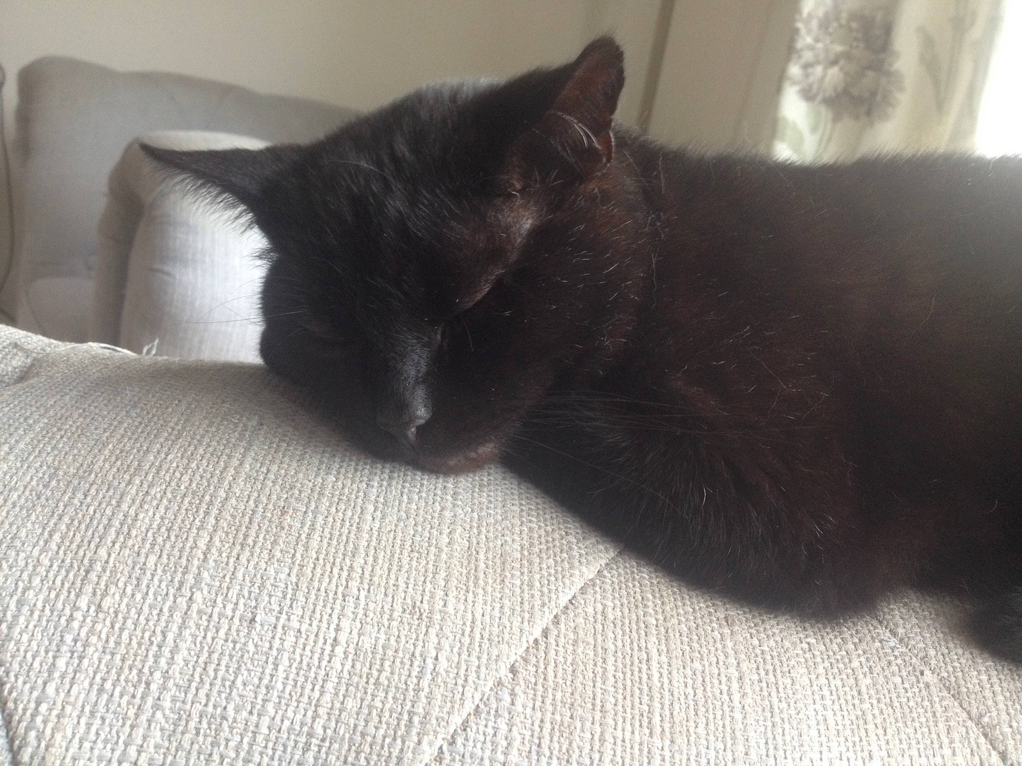 Jessica is registered to the contest to win money with this photo: black_cat, burmese, carnivore, cat, domestic_short_haired_cat, felidae, fur, kitten, korat, nap, small_to_medium_sized_cats, snout, tail, whiskers