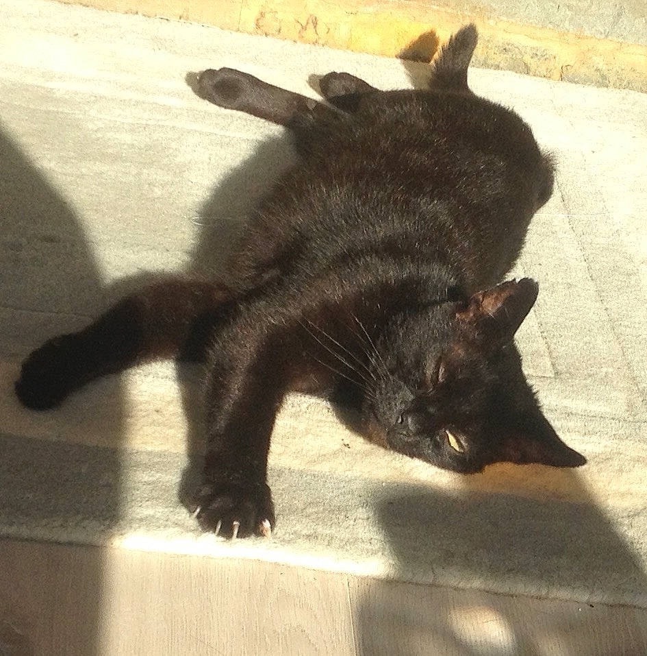 Jessica joined the competition — help win amazing prizes! black_cat, carnivore, cat, claw, felidae, kai_ken, mammal, small_to_medium_sized_cats, snout, tail