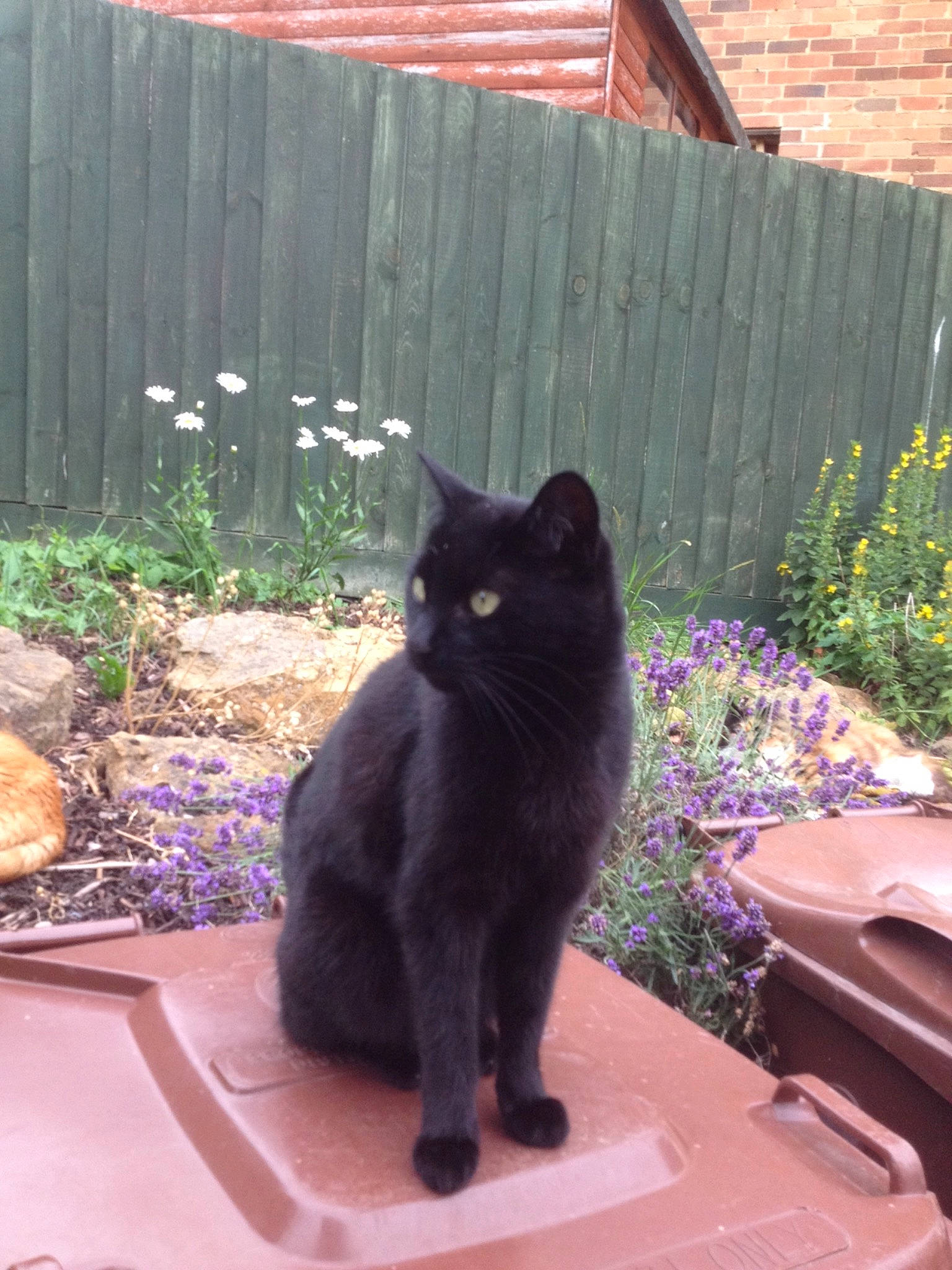 Jessica joined the competition — help win amazing prizes! backyard, black_cat, bombay, carnivore, cat, chartreux, domestic_long_haired_cat, domestic_short_haired_cat, european_shorthair, felidae, home, korat, mammal, nebelung, plant, small_to_medium_sized_cats, tail, whiskers, window