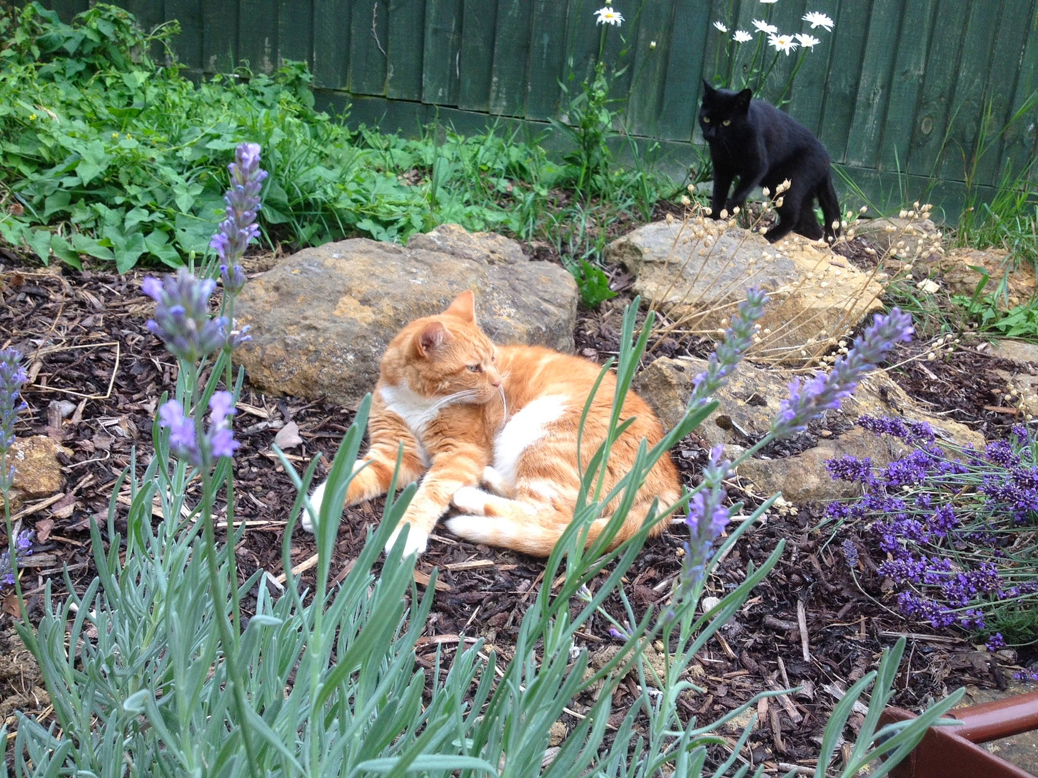 Jessica joined the competition — help win amazing prizes! canidae, carnivore, dog, fawn, felidae, finnish_spitz, grass, grass_family, plant, plant_community, shrub