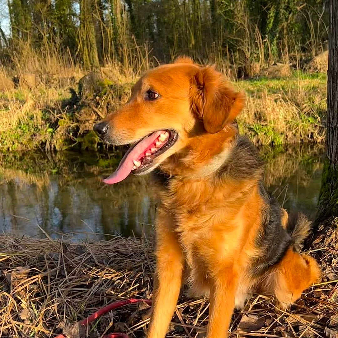 Loulou participe au concours pour gagner de l'argent avec cette photo : animal, canine, dog, goldenretriever, grass, grove, herbal, herbs, land, nature, outdoors, pet, plant, pond, puppy, soil, tree, vegetation, water, woodland