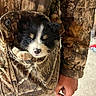 puppy, dog, camo_jacket, pocket, cute, fluffy, black_and_white, small_puppy, hand, clothing, person, indoor, fabric, button, fur, animal, pet, young_dog, portrait, animal_portrait