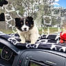 Niko joined the competition — help win amazing prizes! puppy, dog, car_dashboard, blanket, window, trees, sky, clouds, toy, interior, cute, pet, animal, fur, black_and_white, dashboard_instruments, radio, seatbelt, nature, daytime