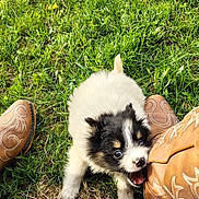Niko joined the competition — help win amazing prizes! puppy, dog, grass, boots, playful, outdoor, greenery, rope, animal, pet, cute, fur, small, mouth_open, chewing, nature, summer, daylight, brown, white