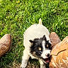 puppy, dog, grass, boots, playful, outdoor, greenery, rope, animal, pet, cute, fur, small, mouth_open, chewing, nature, summer, daylight, brown, white