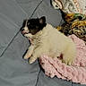 Niko joined the competition — help win amazing prizes! puppy, sleeping, bed, blanket, pink_blanket, plush_toy, cozy, cute, fur, small_dog, resting, indoors, soft, comfort, pet, animal, cute_pet, napping, adorable, relaxing