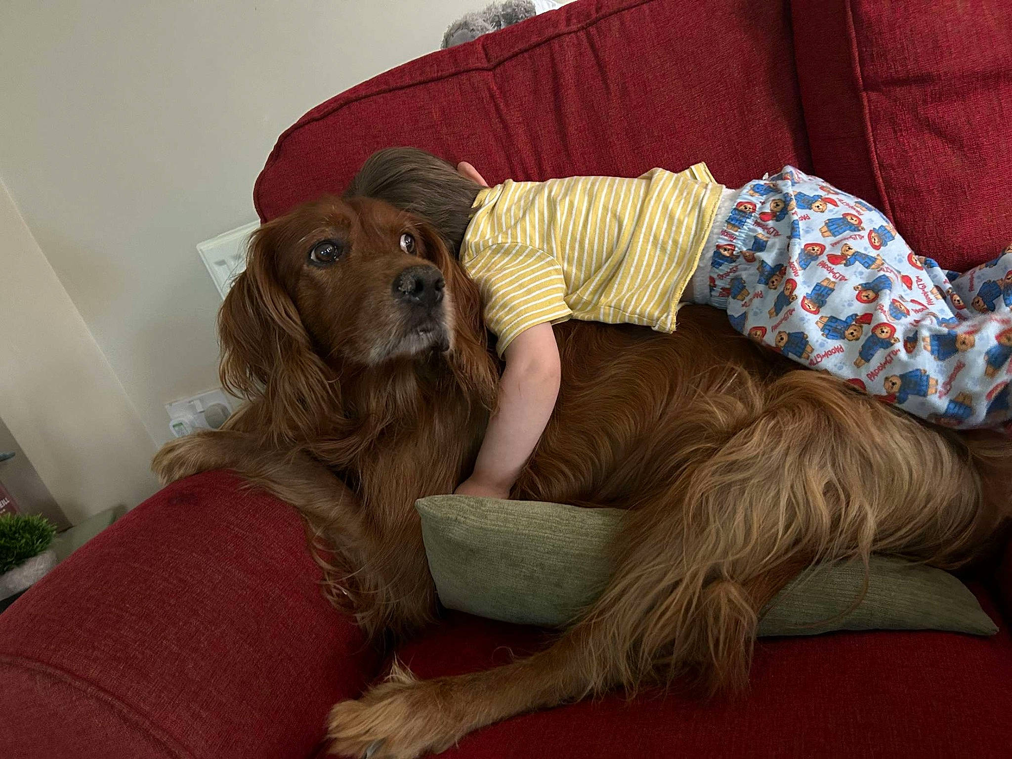 Louie joined the competition — help win amazing prizes! canidae, carnivore, comfort, companion_dog, couch, dog, dog_breed, fawn, flooring, fur, guard_dog, happy, hat, liver, pattern, sitting, spaniel, sporting_group, toy_dog, working_animal