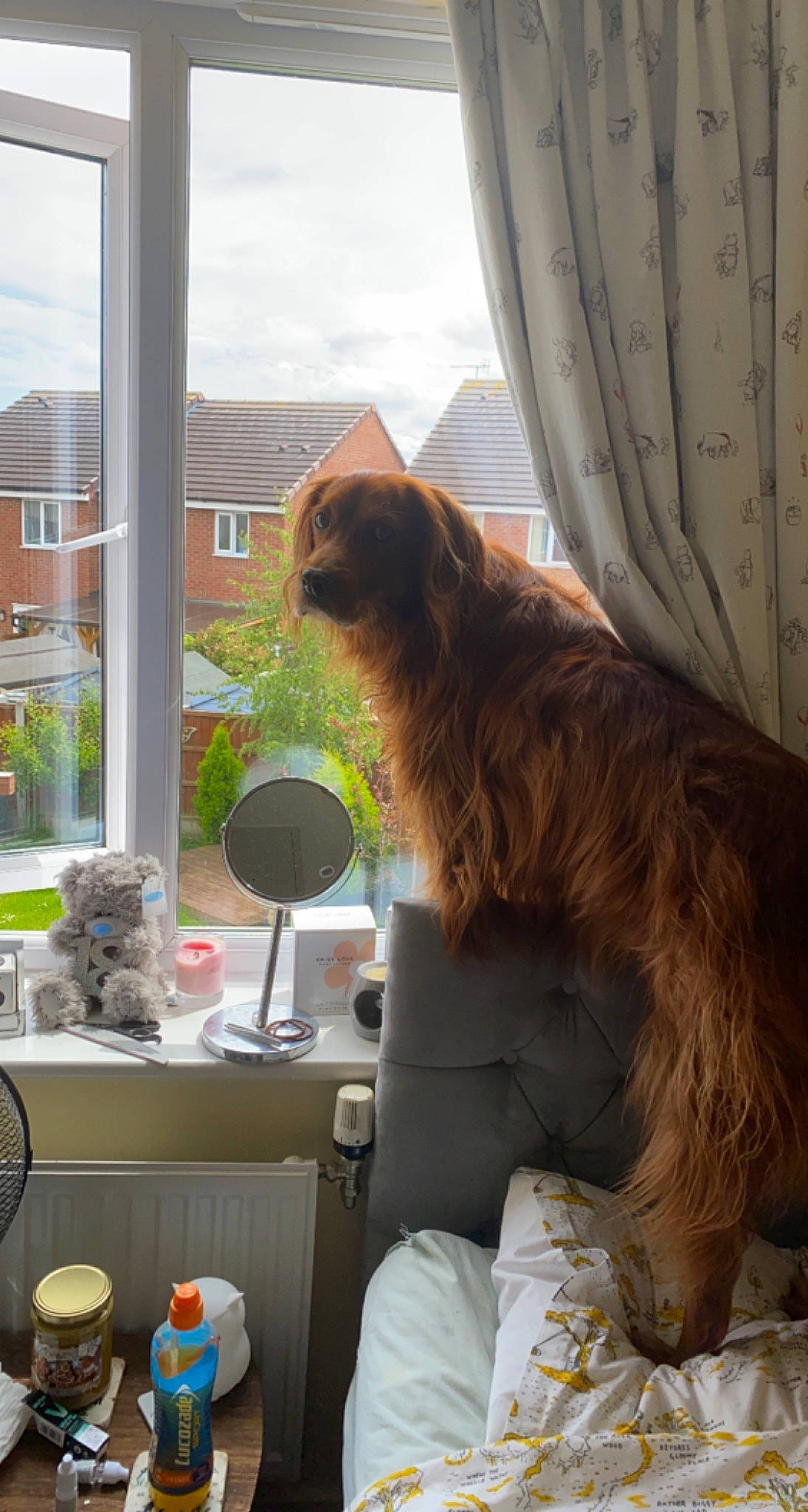 Louie joined the competition — help win amazing prizes! building, canidae, carnivore, chair, cloud, companion_dog, dog, dog_breed, fawn, fur, gun_dog, liver, paper_towel, plant, shade, sky, spaniel, sporting_group, table, window