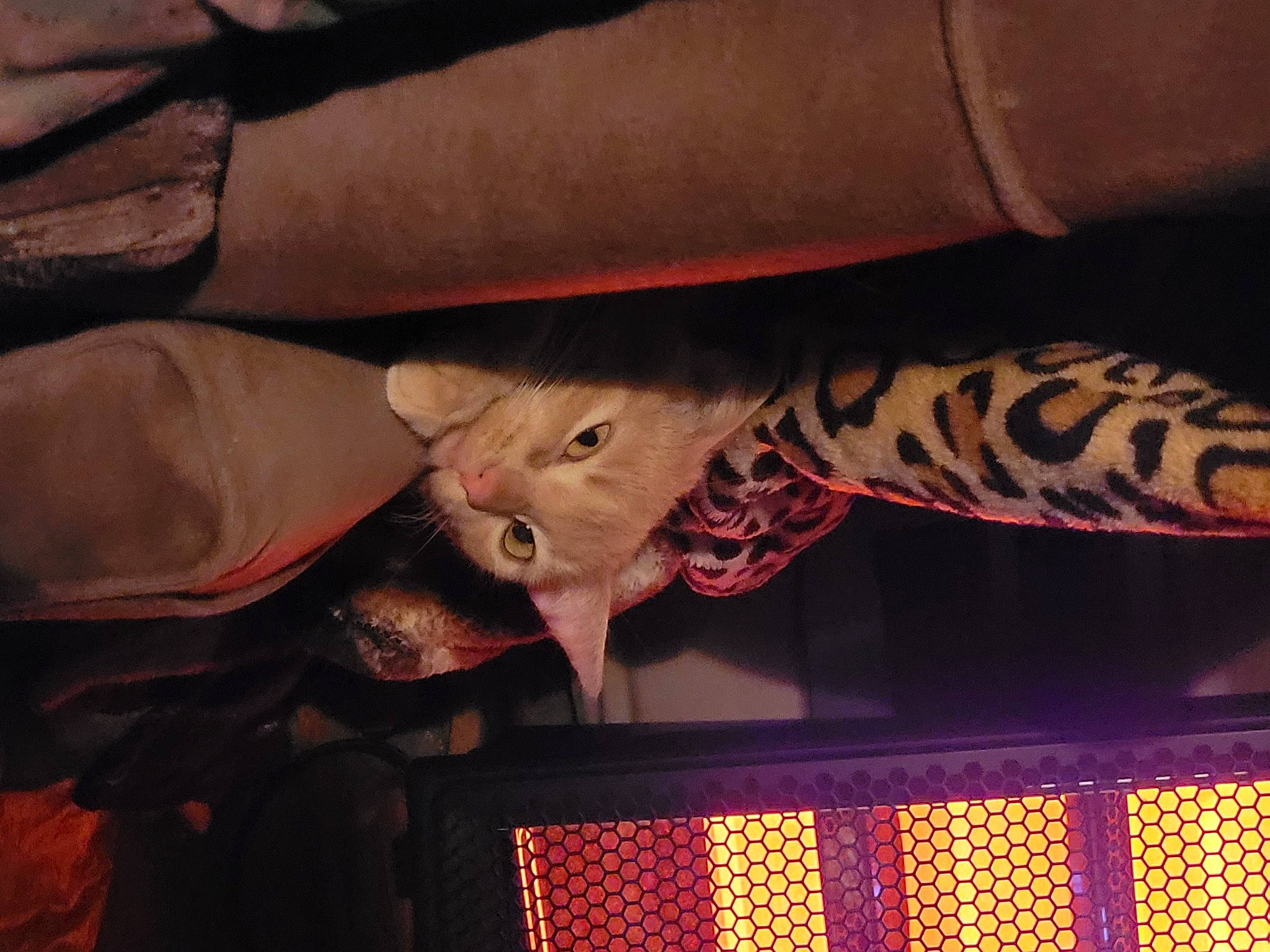 Ginger