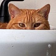 Lil Cat is registered to the contest to win money with this photo: cat, orange_tabby, peeking, ears, eyes, curious, white_surface, indoor, feline, pet, close_up, animal, watchful, background_wall, sink, black_faucet, domestic_cat, cute, playful, hiding