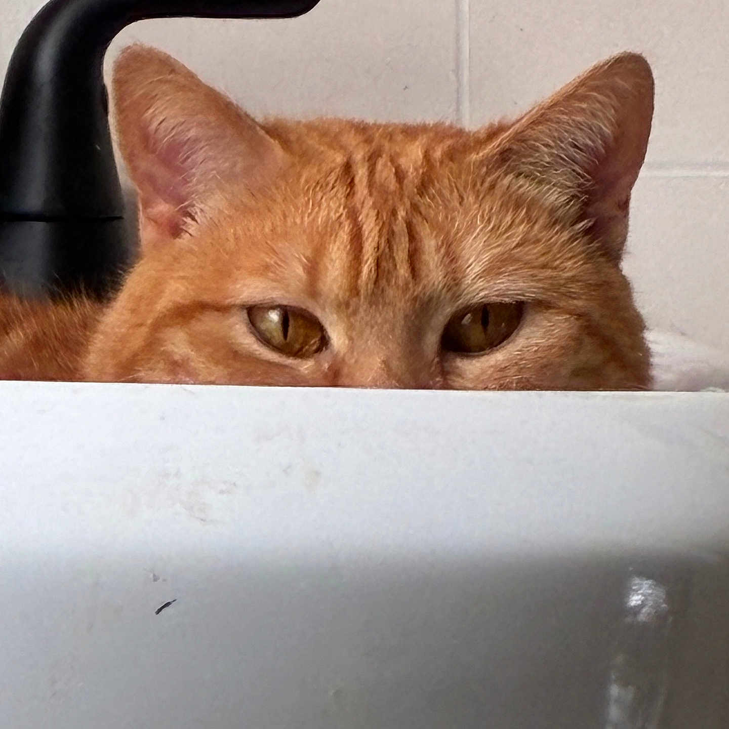 Lil Cat is registered to the contest to win money with this photo: cat, orange_tabby, peeking, ears, eyes, curious, white_surface, indoor, feline, pet, close_up, animal, watchful, background_wall, sink, black_faucet, domestic_cat, cute, playful, hiding
