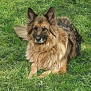 Bella participe au concours pour gagner de l'argent avec cette photo : dog, grass, outdoor, pet, canine, long_hair, ears, muzzle, eyes, nose, paws, lying_down, relaxed, brown_fur, black_fur, portrait, nature, sunlight, attentive, fluffy
