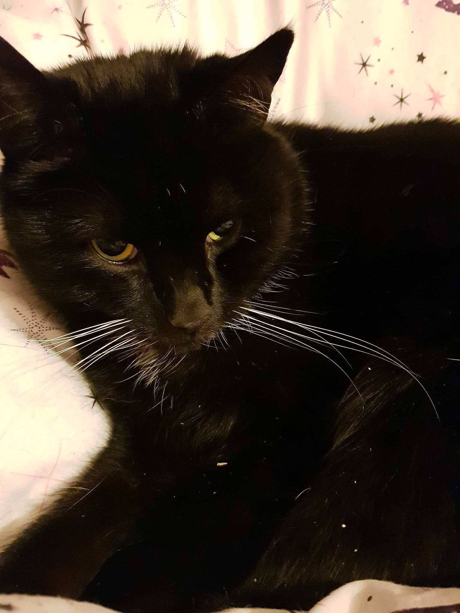 Oscar joined the competition — help win amazing prizes! black, black_and_white, black_cat, carnivore, cat, domestic_short_haired_cat, ear, eye, felidae, fur, kitten, nose, sky, small_to_medium_sized_cats, snout, tail, whiskers