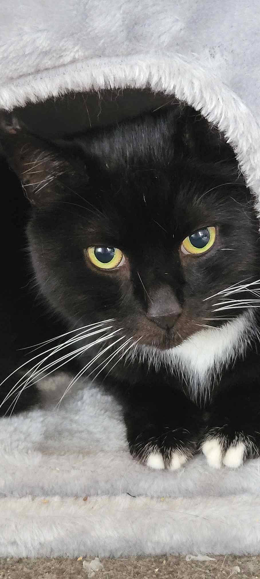 Oscar joined the competition — help win amazing prizes! black_cat, carnivore, cat, claw, curious, domestic_short_haired_cat, felidae, fur, small_to_medium_sized_cats, snout, tail, terrestrial_animal, whiskers, window