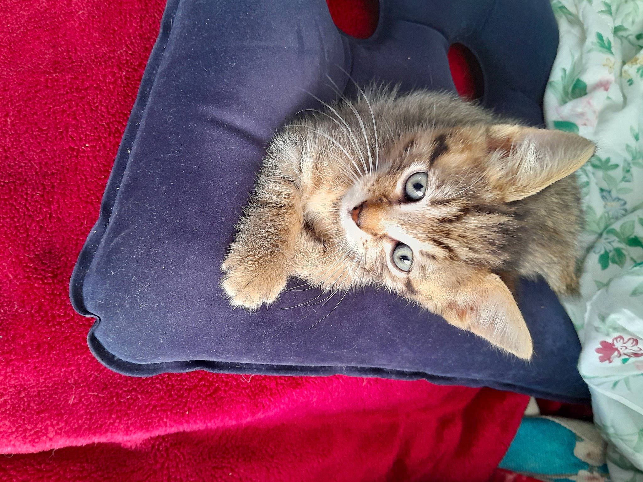 Casper joined the competition — help win amazing prizes! bag, baggage, carnivore, cat, claw, comfort, devon_rex, domestic_short_haired_cat, electric_blue, fawn, felidae, fur, linens, luggage_and_bags, nap, paw, plant, small_to_medium_sized_cats, tail, whiskers