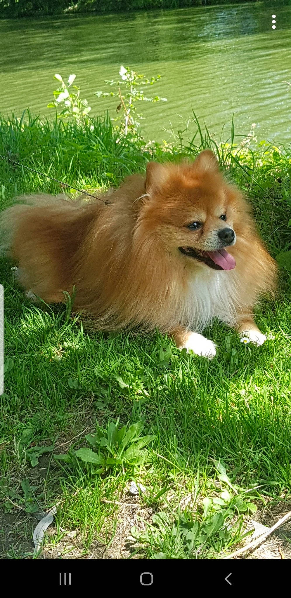 Haribo a rejoint le concours — aidez-le/la à gagner de superbes lots ! ancient_dog_breeds, canidae, carnivore, companion_dog, dog, dog_breed, german_spitz, german_spitz_klein, german_spitz_mittel, grass, icelandic_sheepdog, mammal, non_sporting_group, pomeranian, spitz, sporting_group, tibetan_spaniel, toy_dog, vertebrate, volpino_italiano