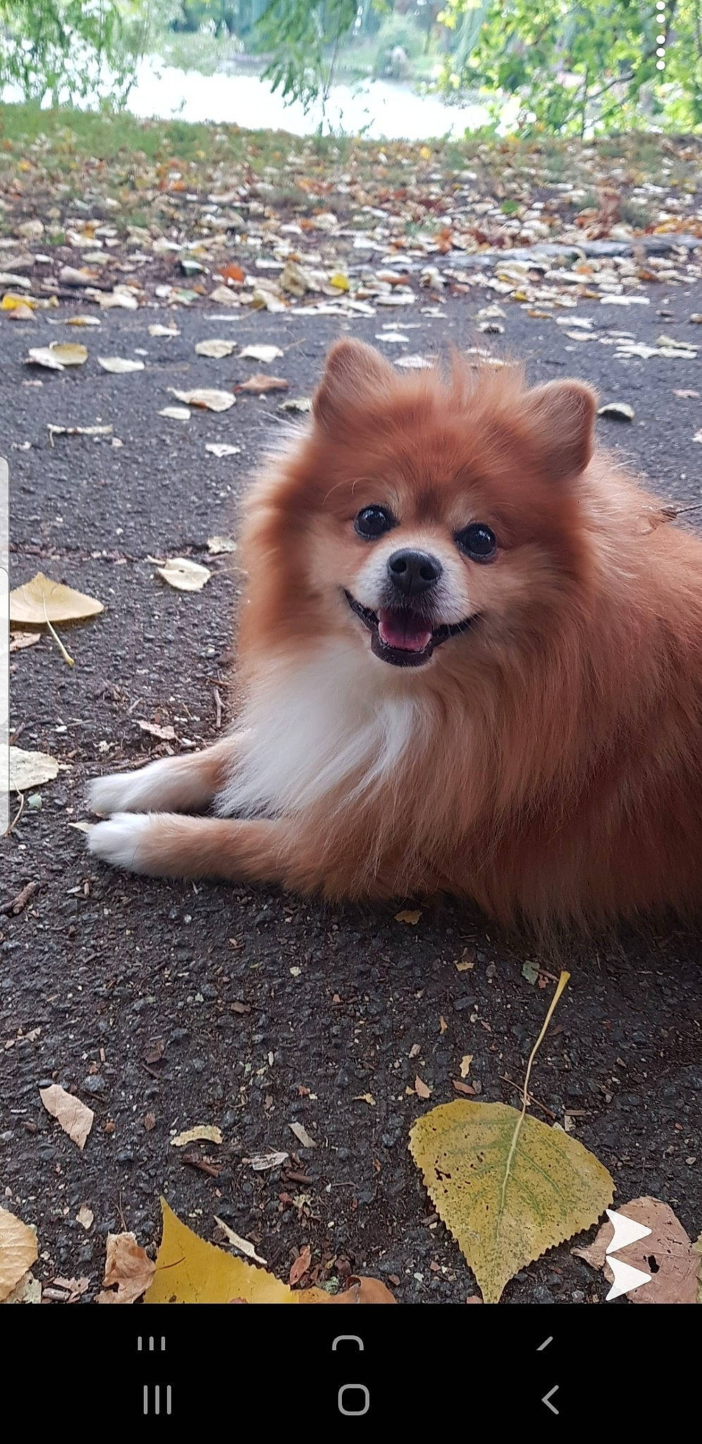 Haribo a rejoint le concours — aidez-le/la à gagner de superbes lots ! canidae, carnivore, companion_dog, dog, dog_breed, fawn, german_spitz, german_spitz_klein, german_spitz_mittel, icelandic_sheepdog, japanese_spitz, mammal, non_sporting_group, pomeranian, snout, spitz, sporting_group, toy_dog, vertebrate, volpino_italiano