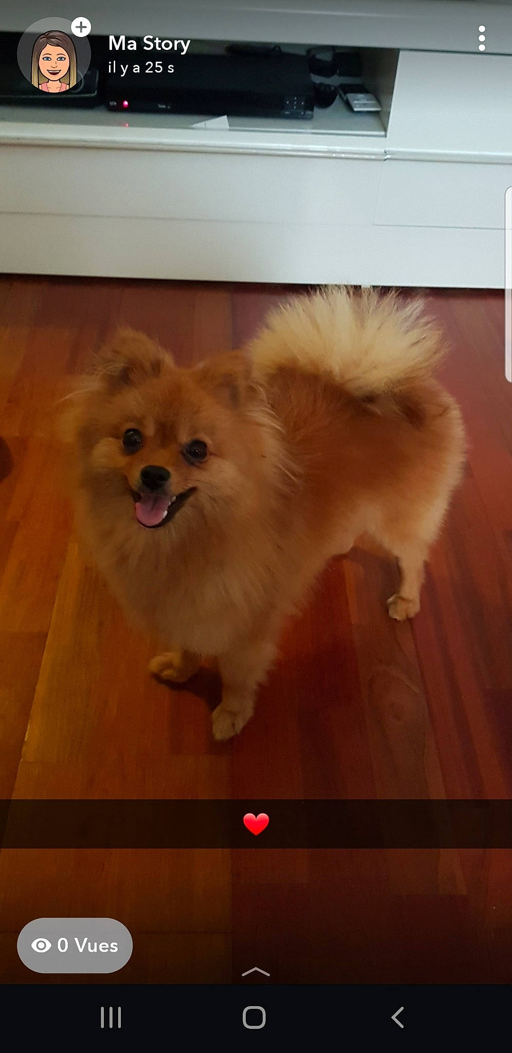 Molly a rejoint le concours — aidez-le/la à gagner de superbes lots ! ancient_dog_breeds, canidae, carnivore, companion_dog, dog, dog_breed, fawn, flooring, german_spitz, german_spitz_klein, german_spitz_mittel, mammal, non_sporting_group, pomeranian, snout, spitz, sporting_group, toy_dog, vertebrate, volpino_italiano