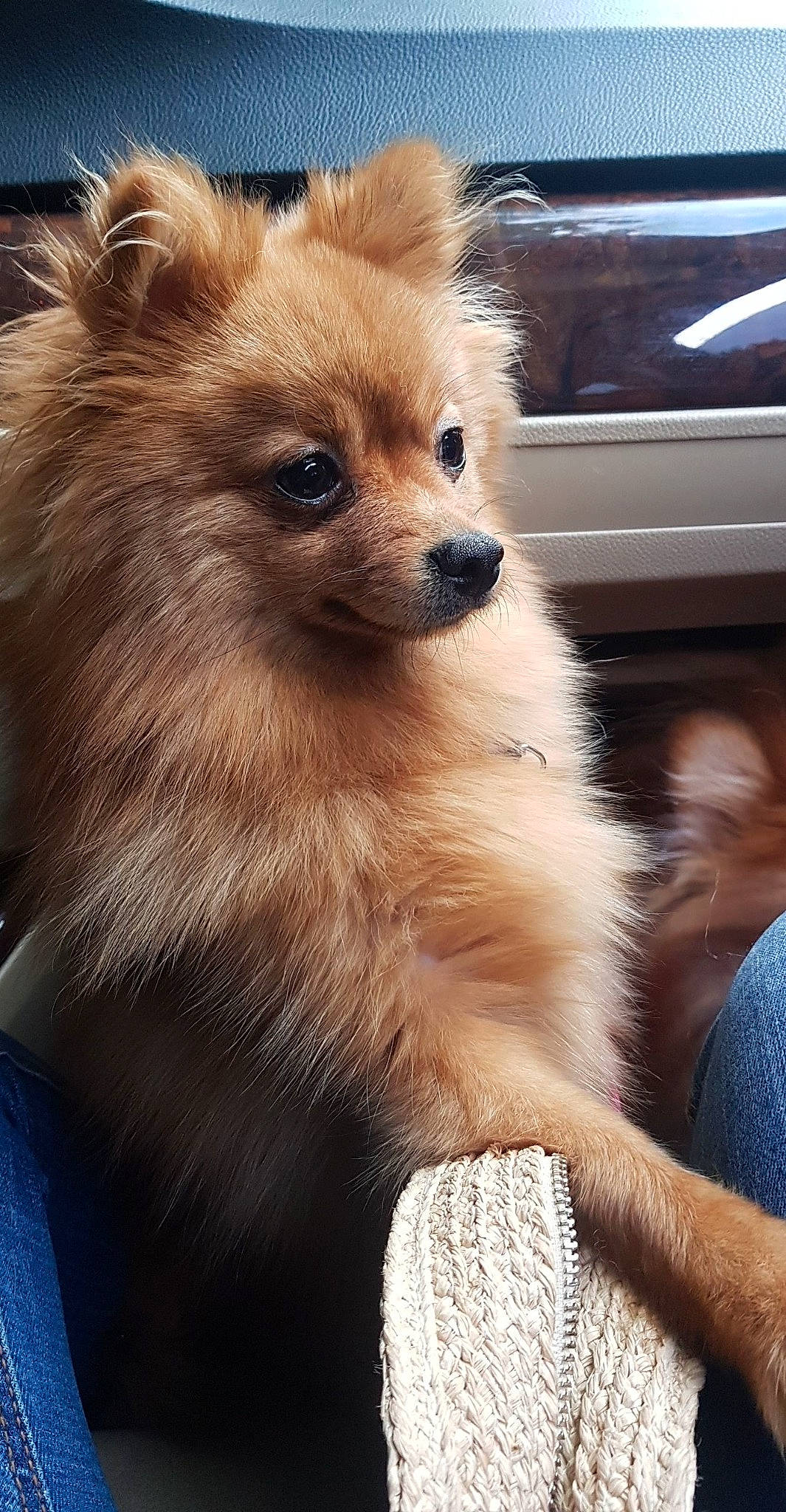 Molly a rejoint le concours — aidez-le/la à gagner de superbes lots ! canidae, carnivore, companion_dog, dog, dog_breed, fawn, fur, german_spitz, german_spitz_klein, german_spitz_mittel, mammal, non_sporting_group, pomeranian, puppy, snout, spitz, toy_dog, vertebrate, volpino_italiano, whiskers