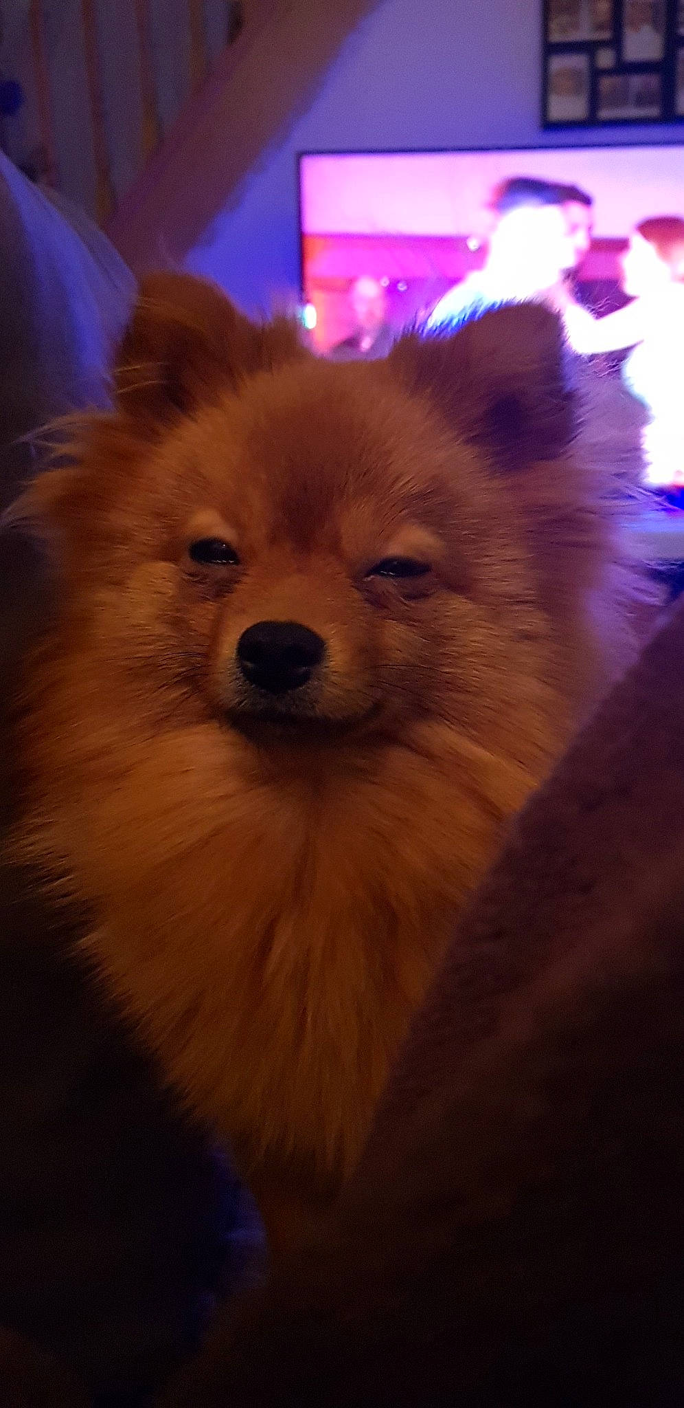 Molly participe au concours pour gagner de l'argent avec cette photo : canidae, carnivore, companion_dog, dog, dog_breed, eurasier, finnish_spitz, german_spitz, german_spitz_klein, german_spitz_mittel, mammal, non_sporting_group, pomeranian, snout, spitz, sporting_group, toy_dog, vertebrate, volpino_italiano, whiskers