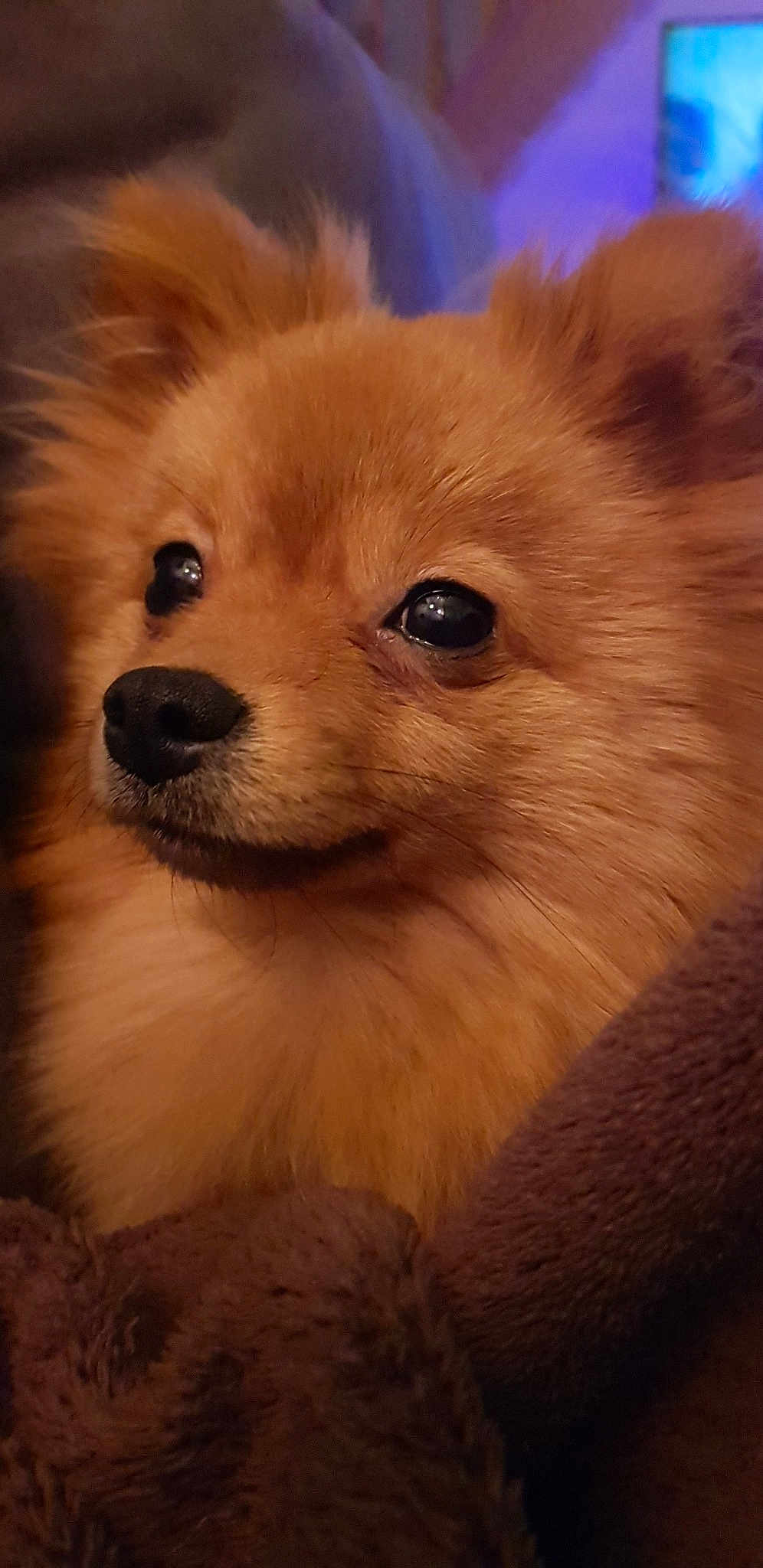 Molly