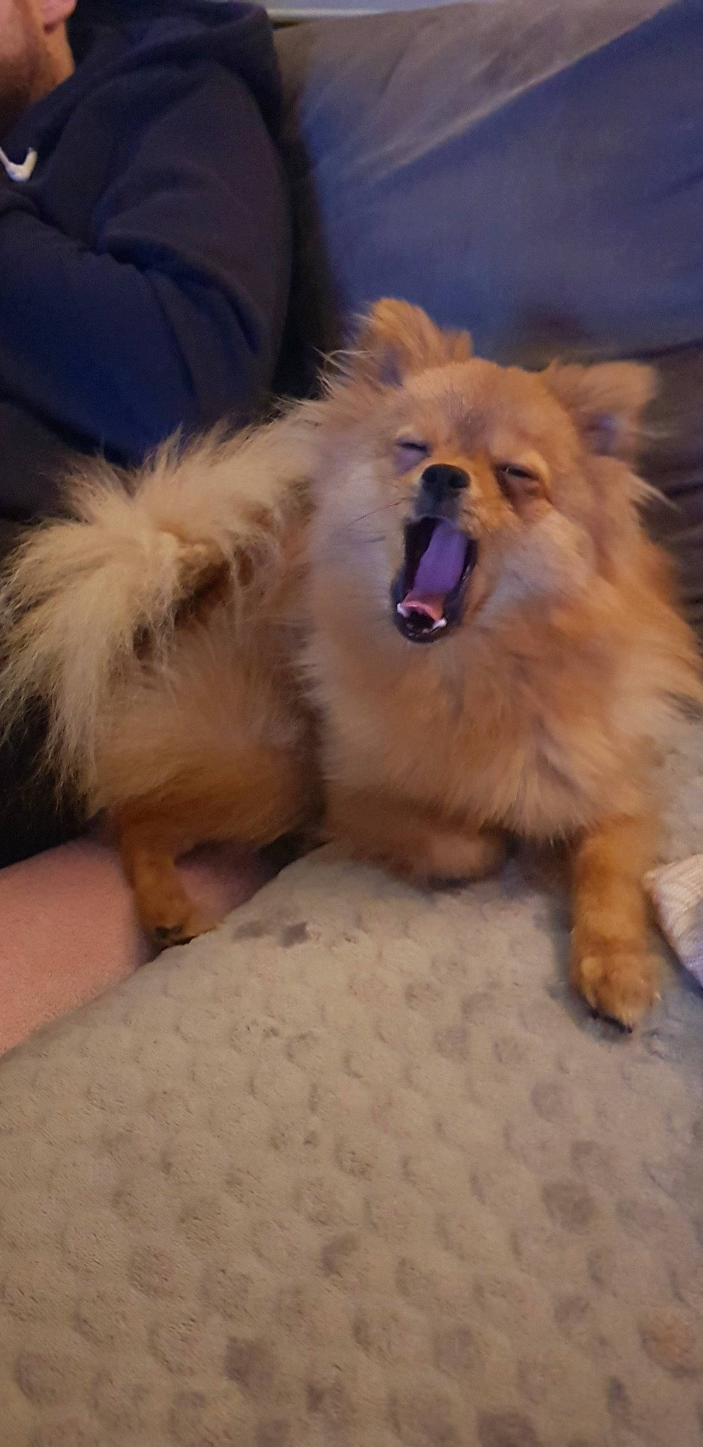 Molly participe au concours pour gagner de l'argent avec cette photo : canidae, carnivore, companion_dog, dog, dog_breed, eurasier, fawn, german_spitz, german_spitz_klein, german_spitz_mittel, mammal, non_sporting_group, pomeranian, snout, spitz, sporting_group, tibetan_spaniel, toy_dog, vertebrate, volpino_italiano