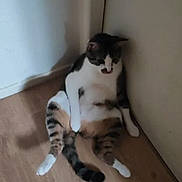 Picsou participe au concours pour gagner de l'argent avec cette photo : alone, animal, calm, cat, corner, cute, domestic, fur, indoor, pet, quiet, relaxed, resting, shadow, sitting, striped, tabby, wall, white_paws, wooden_floor