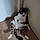Picsou