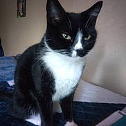 Lucy joined the competition — help win amazing prizes! cat, black_and_white, indoor, bed, blanket, feline, pet, animal, sitting, quilted, paw, fur, whiskers, wall_art, paper, book, table, cozy, domestic, quiet