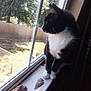 cat, tuxedo_cat, windowsill, window, looking_outside, indoor, sunlight, backyard, fence, trees, curious, pet, animal, whiskers, black_and_white, paws, quiet, daylight, nature, home