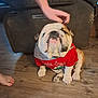 adorable, bandana, bulldog, close_up, couch, cute, dog, flooring, front_paws, human_hand, indoor, living_room, paw, pet, pet_clothing, portrait, red_shirt, sitting, wood_floor, wrinkled_face