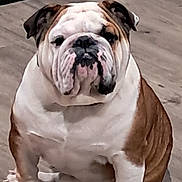 Zeus is registered to the contest to win money with this photo: bulldog, dog, pet, animal, indoor, floor, white, brown, wrinkles, sitting, cute, companion, mammal, portrait, domestic, canine, short_hair, stocky, face, paw