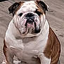 bulldog, dog, pet, animal, indoor, floor, white, brown, wrinkles, sitting, cute, companion, mammal, portrait, domestic, canine, short_hair, stocky, face, paw
