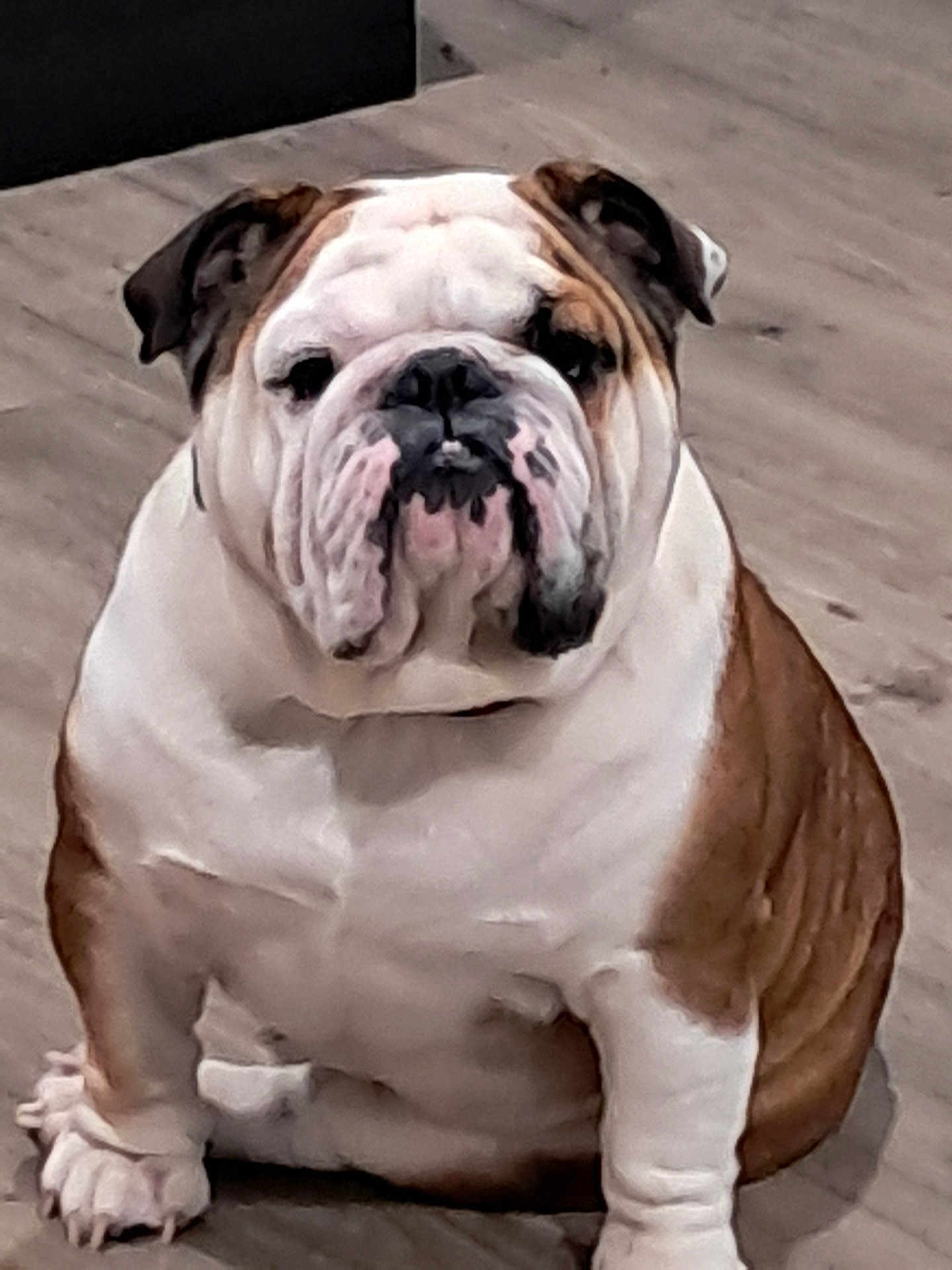Zeus is registered to the contest to win money with this photo: bulldog, dog, pet, animal, indoor, floor, white, brown, wrinkles, sitting, cute, companion, mammal, portrait, domestic, canine, short_hair, stocky, face, paw