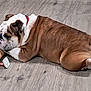 Zeus is registered to the contest to win money with this photo: bone, brown_and_white, bulldog, chew, chew_toy, collar, companion, dog, flooring, hardwood_floor, indoor, lying_down, mammal, nose, paws, pet, relaxed, short_hair, sleeping, wrinkled_skin