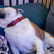 Zeus joined the competition — help win amazing prizes! bed, bedding, blanket, bulldog, close_up, dog, fur, furniture, headboard, human_leg, indoor, patterned_blanket, paw, pet, pillow, plaid_sheet, red_collar, relaxed, sleeping, wrinkles